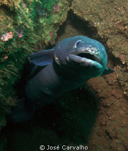 Friendly and curious conger by José Carvalho 